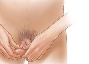 Startled exercises to increase the penis