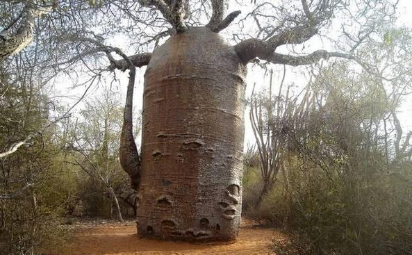 The trunk is as thick as an imitation of an increase in the thickness of the penis